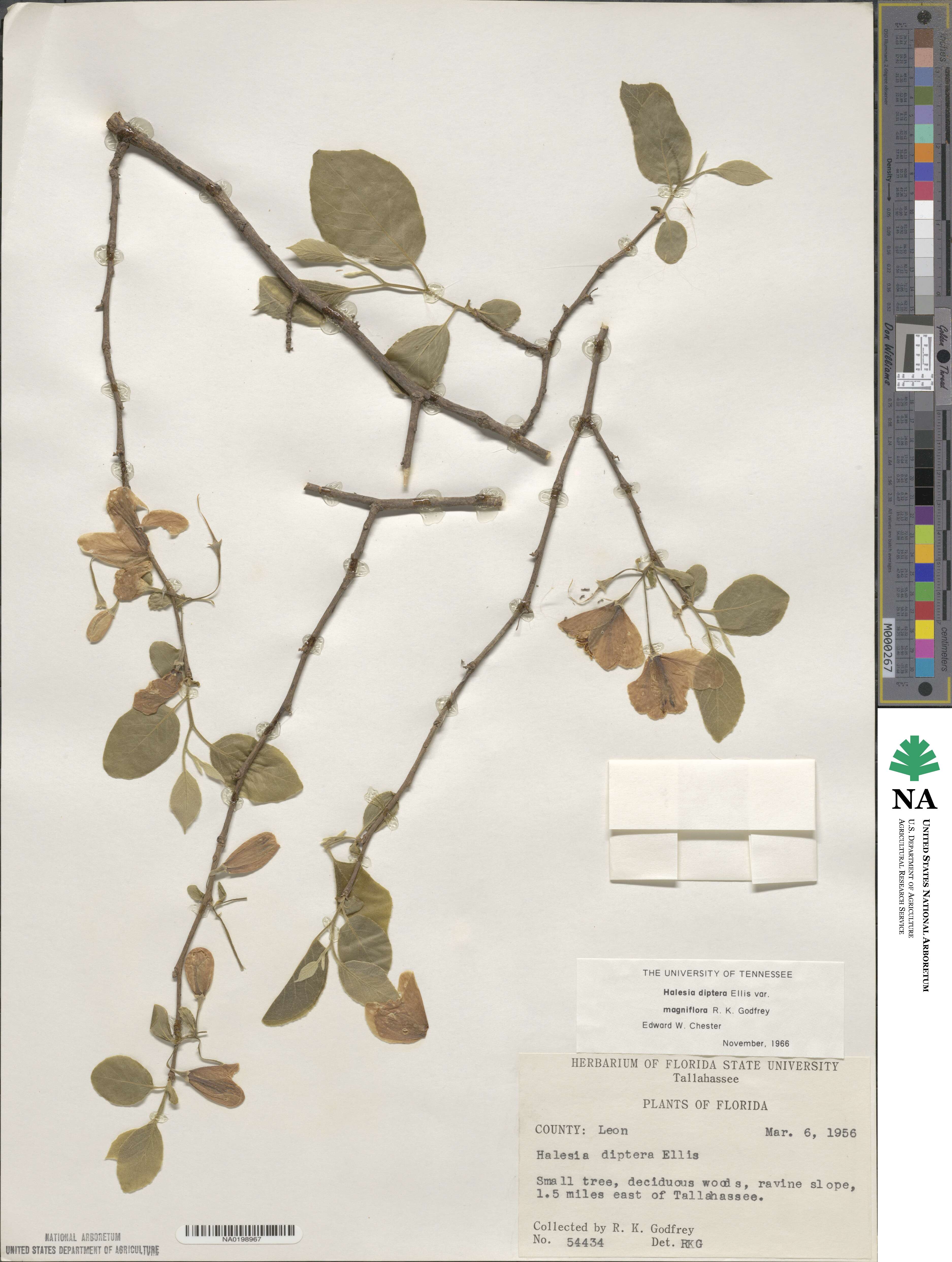 Styracaceae image