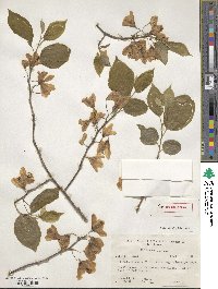 Halesia diptera image