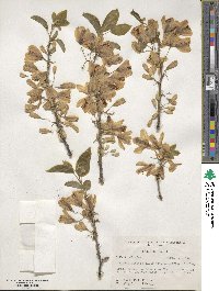 Halesia diptera image