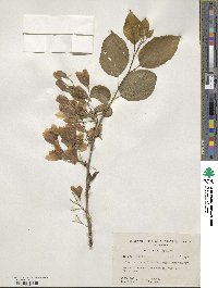 Halesia diptera image