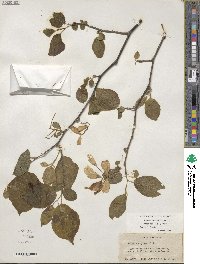 Halesia diptera image