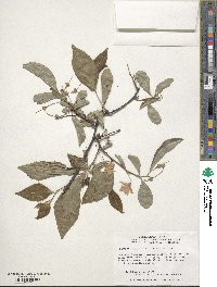 Styrax japonicus image