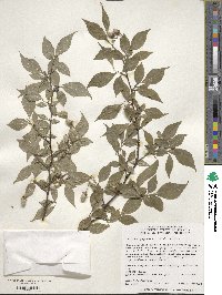 Styrax japonicus image