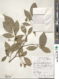 Styrax japonicus image