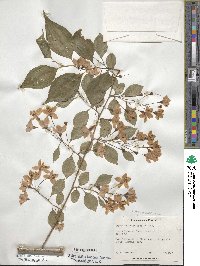 Styrax japonicus image