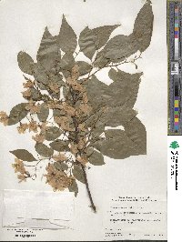 Styrax japonicus image