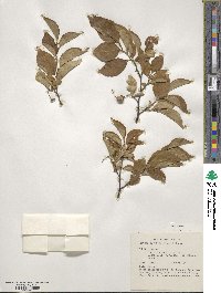 Styrax japonicus image