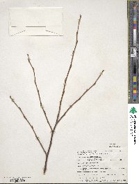 Styrax japonicus image