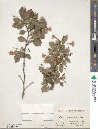 Styrax japonicus image