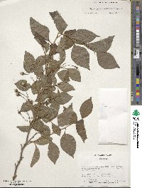 Styrax japonicus image