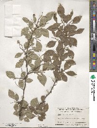 Styrax japonicus image