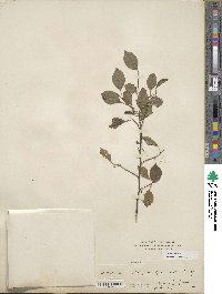 Styrax japonicus image