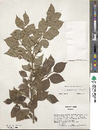 Styrax japonicus image