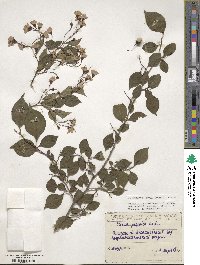 Styrax japonicus image