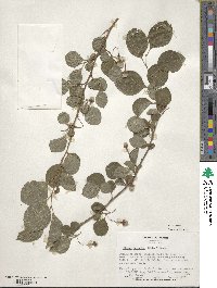 Styrax japonicus image