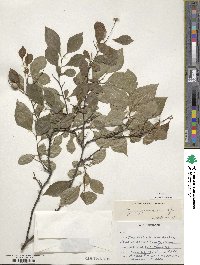 Styrax japonicus image