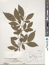 Styrax japonicus image