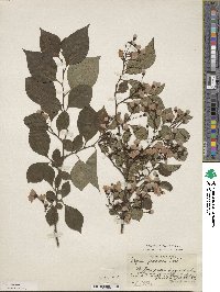 Styrax japonicus image