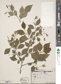 Styrax japonicus image