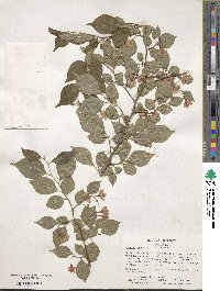 Styrax japonicus image