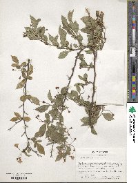 Styrax japonicus image