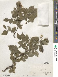 Styrax japonicus image