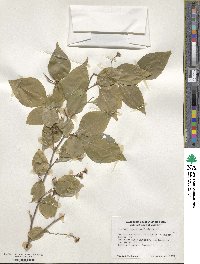 Styrax japonicus image