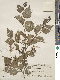 Styrax japonicus image