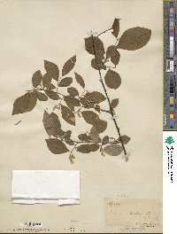 Styrax japonicus image