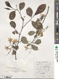 Styrax japonicus image