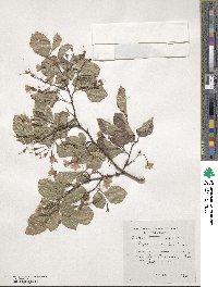 Styrax japonicus image