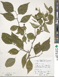 Styrax japonicus image