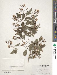 Styrax japonicus image