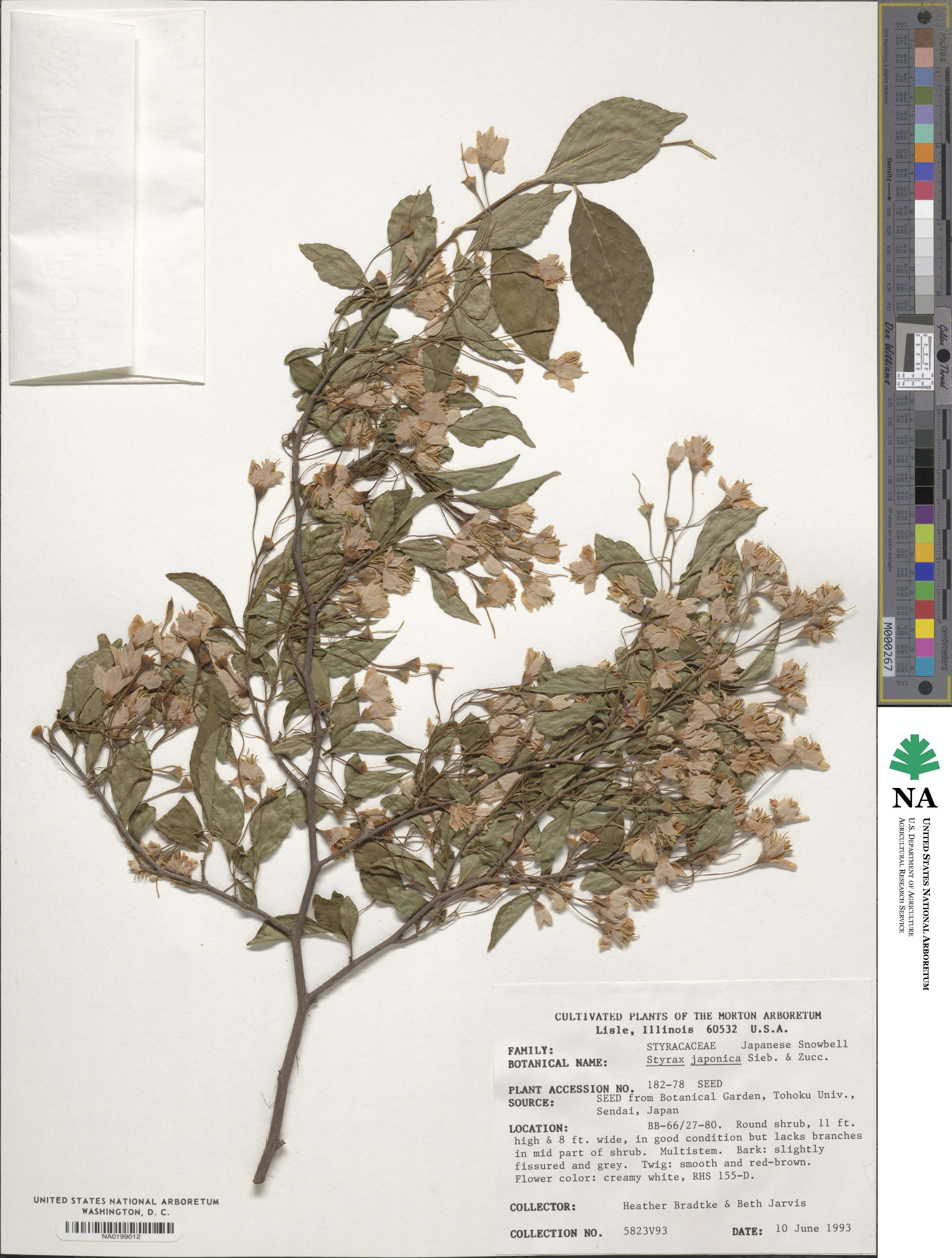 Styrax japonicus image