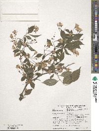 Styrax japonicus image