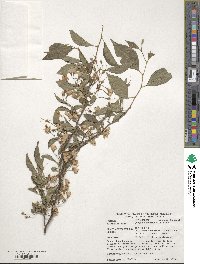 Styrax japonicus image