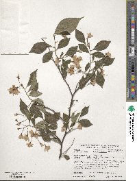 Styrax japonicus image