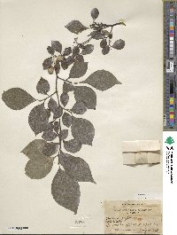 Styrax japonicus image