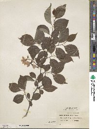 Styrax japonicus image