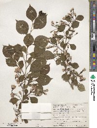 Styrax japonicus image