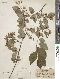 Styrax japonicus image