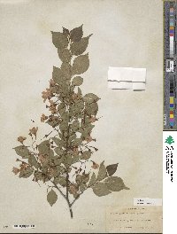 Styrax japonicus image