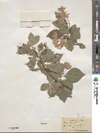 Styrax japonicus image