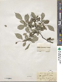 Styrax japonicus image