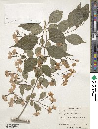 Styrax japonicus image