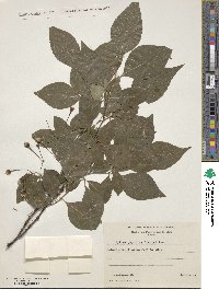 Styrax japonicus image