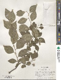 Styrax japonicus image