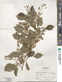 Styrax japonicus image