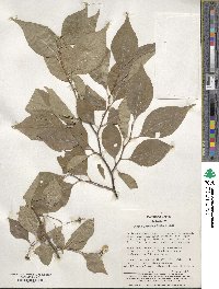 Styrax japonicus image