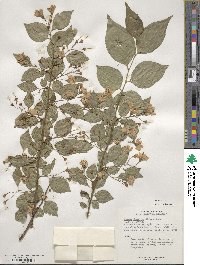 Styrax japonicus image